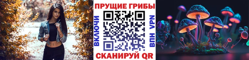 Галлюциногенные грибы Psilocybe  Калач 
